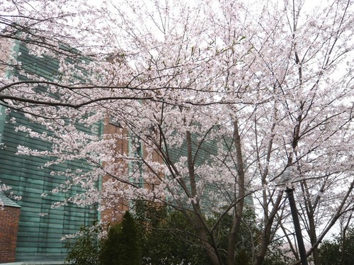 ひなた村の桜