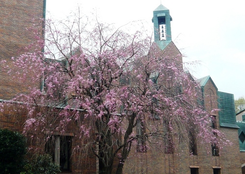 カリヨンホールの枝垂桜