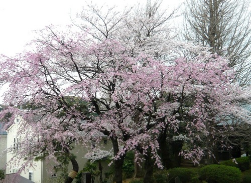 宏善寺の桜