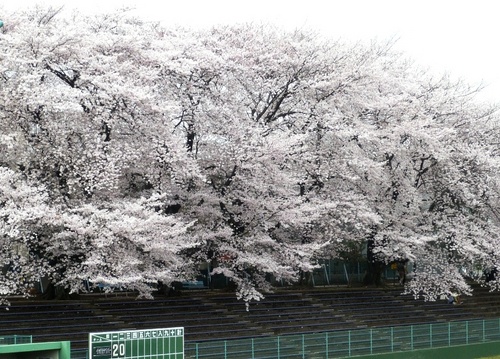 市民球場の桜