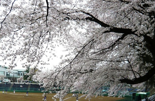 市民球場の桜